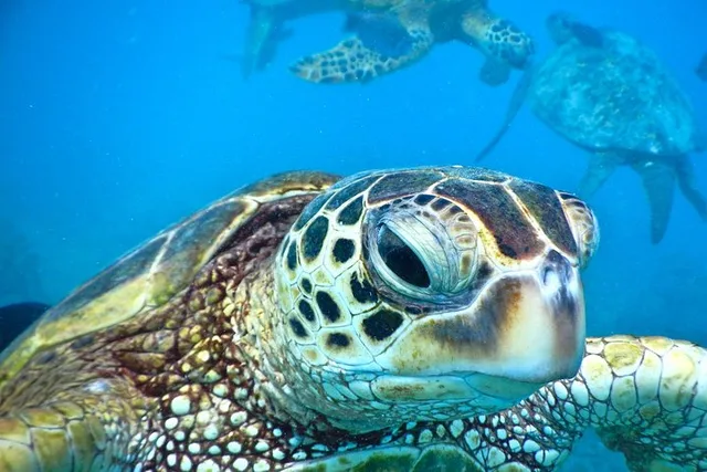 Ka’anapali Beach Snorkel Tour 2.5 Hours - Image 2