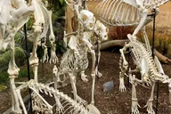 Oklahoma City Museum of Osteology Ticket thumbnail 6