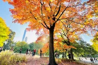 New York City Central Park Bike Tour thumbnail 3