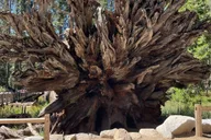 San Francisco Yosemite Giant Sequoias Private Tour 13 hr thumbnail 5