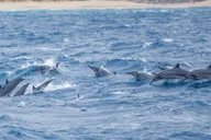 Maui Dolphin Watching Boat Trip with Lunch thumbnail 2