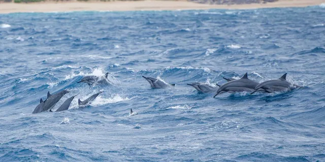 Maui Dolphin Watching Boat Trip with Lunch - Image 2