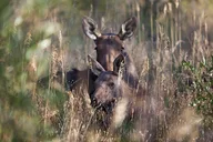 Rocky Mountain National Park Wildlife Tour thumbnail 2