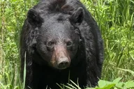 Gardiner Wildlife Safari with Lunch 8 hr thumbnail 1