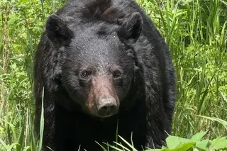 Gardiner Wildlife Safari with Lunch 8 hr