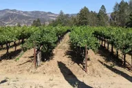 San Francisco Napa and Sonoma Valley Wine Tour thumbnail 6