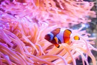 Tampa Florida Aquarium General Admission thumbnail 6