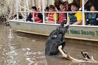 Slidell Swamp Boat Tour
