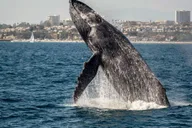 Newport Beach Whale Watching Cruise thumbnail 6