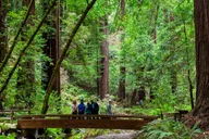 San Francisco Muir Woods & Wine Country Tour with Lunch thumbnail 3