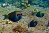Lahaina Sea Scooter Snorkeling Tour thumbnail 5