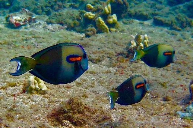 Lahaina Sea Scooter Snorkeling Tour - Image 5