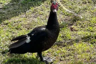 Kissimmee Trike Adventure thumbnail 3