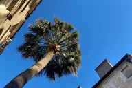 Charleston Historic Carriage Tour thumbnail 6