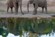 San Diego Zoo Admission Ticket thumbnail 5