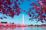 Washington DC Capitol Hill Bus and Boat Tour thumbnail 2