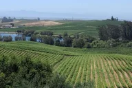 San Francisco Napa and Sonoma Valley Wine Tour thumbnail 1