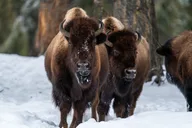 Yellowstone Wildlife Photography Tour 5 hr thumbnail 4