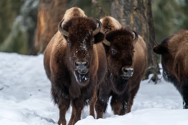 Yellowstone Wildlife Photography Tour 5 hr - Image 4