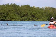 Naples Mangrove Kayak Tour thumbnail 2