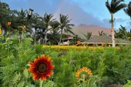 West Maui Mango Farm Tour at Sunset 2 hr thumbnail 6
