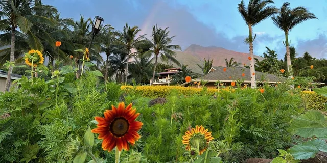 West Maui Mango Farm Tour at Sunset 2 hr - Image 6