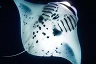 Kona Manta Ray Night Snorkel Adventure thumbnail 2