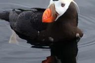 Sitka Wildlife Photo Safari & Beachcombing Cruise thumbnail 4