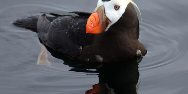 Sitka Wildlife Photo Safari & Beachcombing Cruise - Image 4