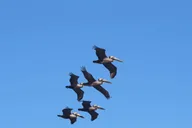 Charleston Dolphin Viewing Boat Tour thumbnail 5