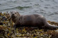 Port Townsend Wildlife Watching Cruise 3 hr thumbnail 6