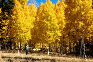 Tucson Forest Bathing and Meditation on Mt Lemmon