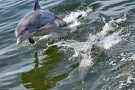 St. Augustine Dolphin Watching Harbor Tour thumbnail 5