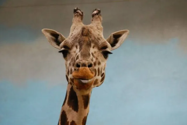 Bronx Zoo & Yankee Stadium Bus Tour - Image 6