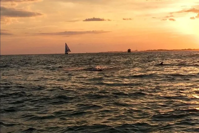 Destin Dolphin Watching Cruise at Sunset 45 min - Image 5