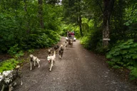 Seward Dog Sled Ride and Kenai Fjords Tour thumbnail 6