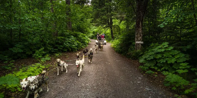 Seward Dog Sled Ride and Kenai Fjords Tour - Image 6