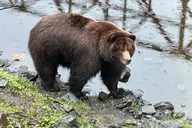 Sitka Scenic Private Tour thumbnail 4