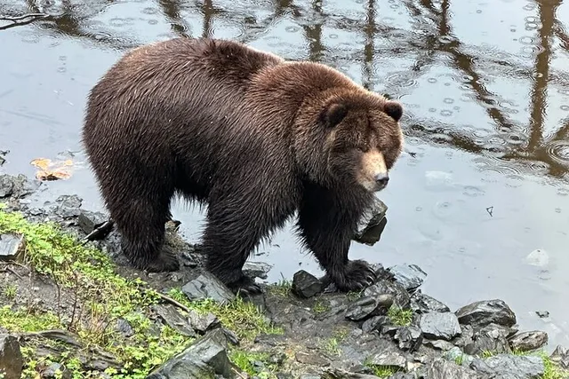 Sitka Scenic Private Tour - Image 4