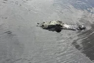 Fort Lauderdale Everglades Airboat Tour with Transport thumbnail 6