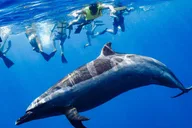 Oahu Swimming with Wild Dolphins Adventure thumbnail 4