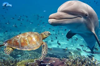 Saint Augustine Dolphin & Sea Turtle Kayak Tour 2 hr