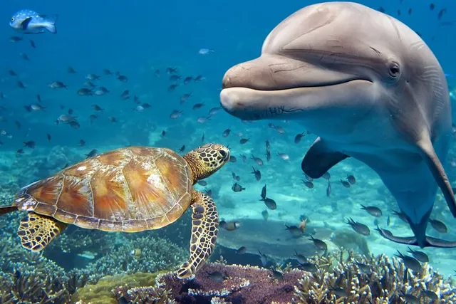 Saint Augustine Dolphin & Sea Turtle Kayak Tour 2 hr - Image 1
