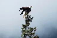 Haines Photography Tour with Lunch 4 hr thumbnail 4