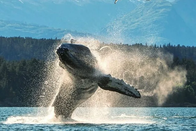 Ketchikan Private Wildlife Tour - Image 3