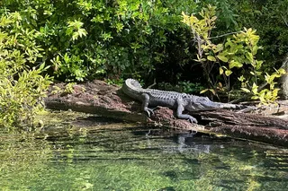 Silver Springs Clear Kayak Tour