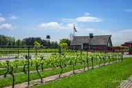 Niagara Falls Winery Tour from Niagara Falls, NY thumbnail 6
