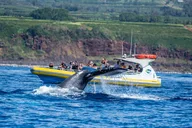 Kauai Whale Watching Adventure thumbnail 4