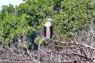 Fort Lauderdale Mangrove SUP Safari 2 hr thumbnail 6