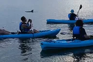 Brady Yaks Kayak Tour in Bioluminescent Waters thumbnail 5